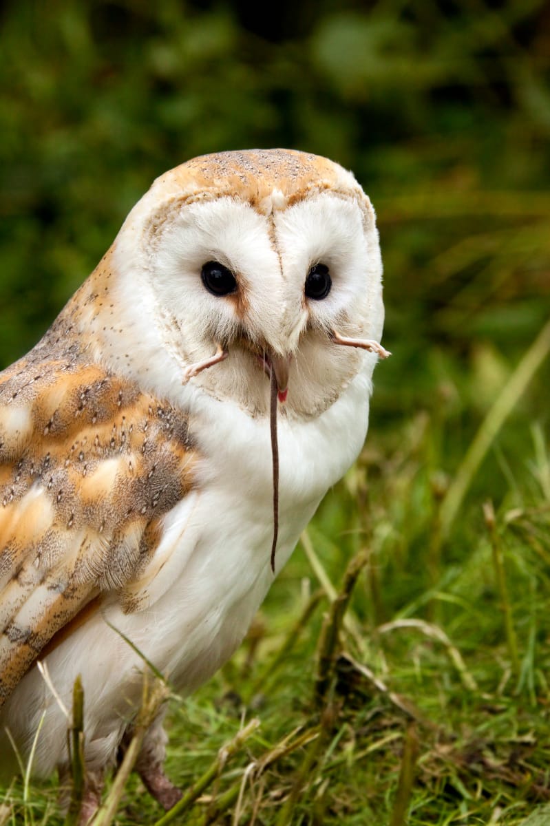 Barn Owl Eating