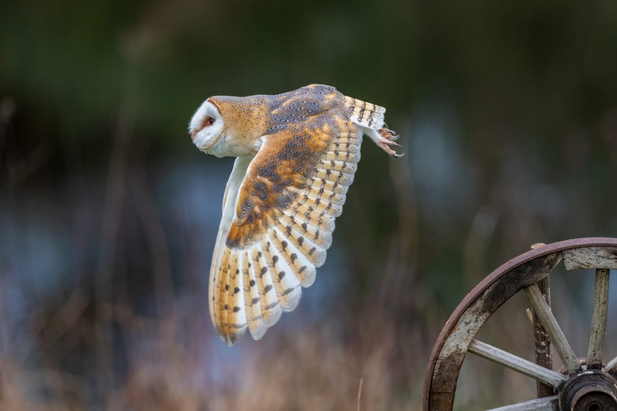 barn owl flying