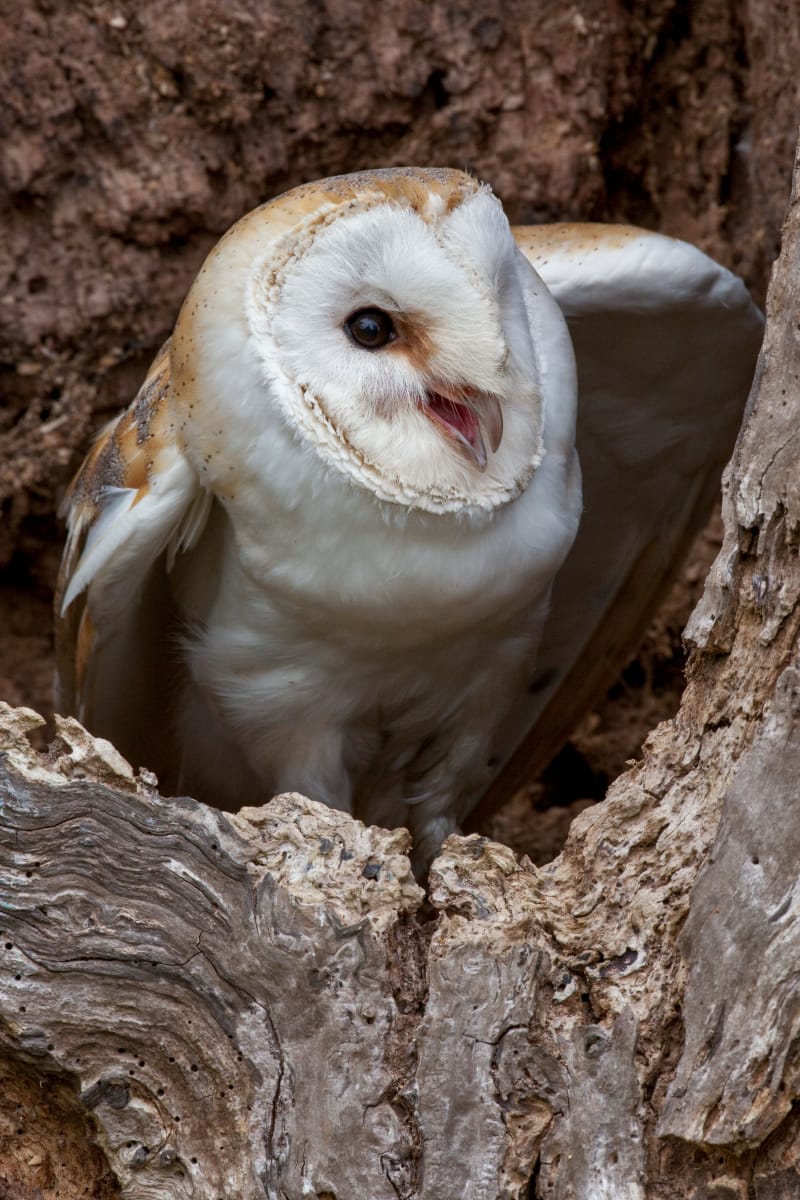 Barn owl hole in a tree