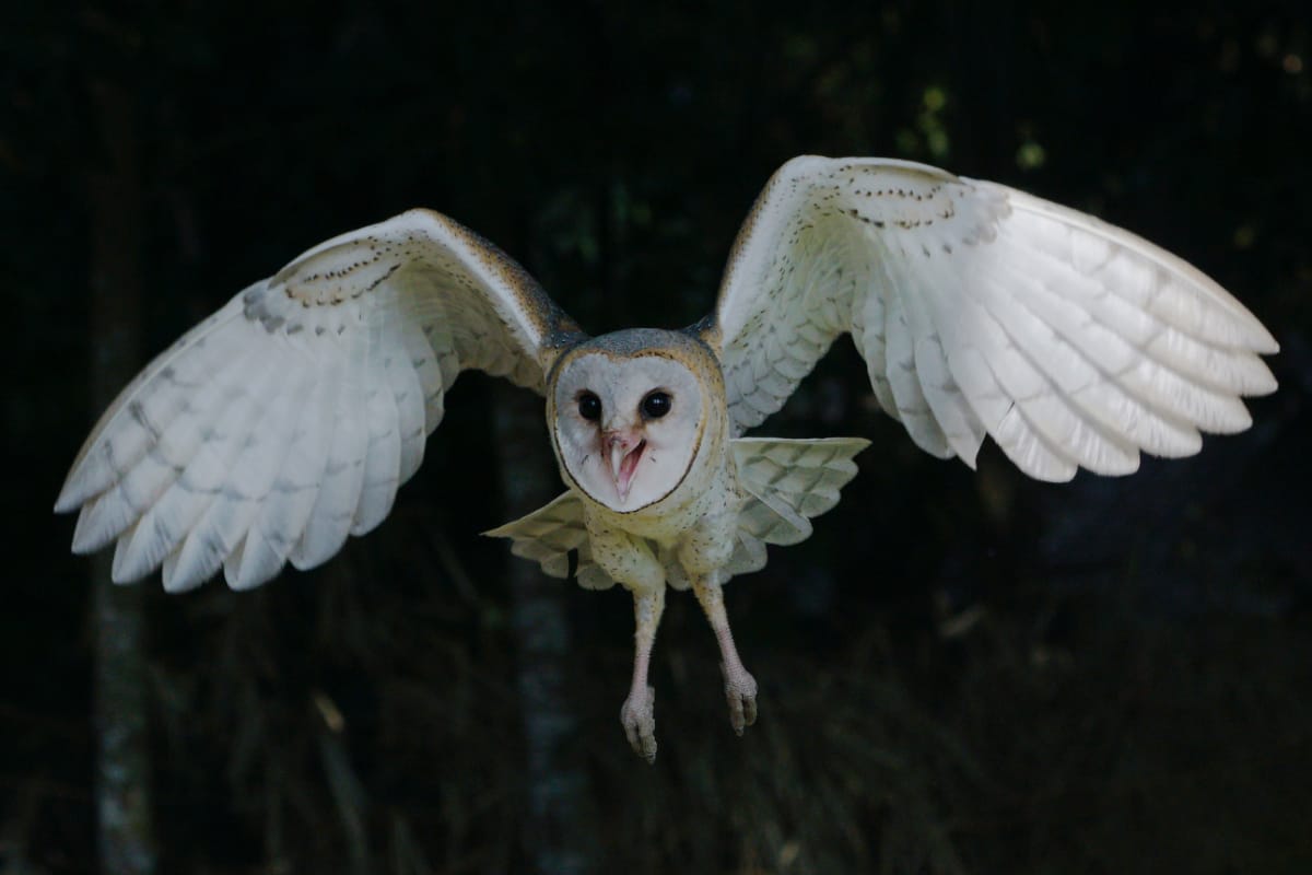 Barn Owl in flight