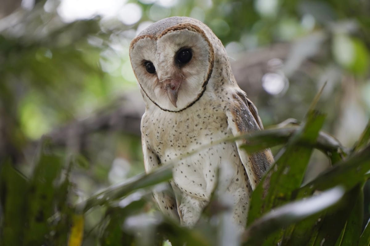 Everything You Need To Know About Barn Owls