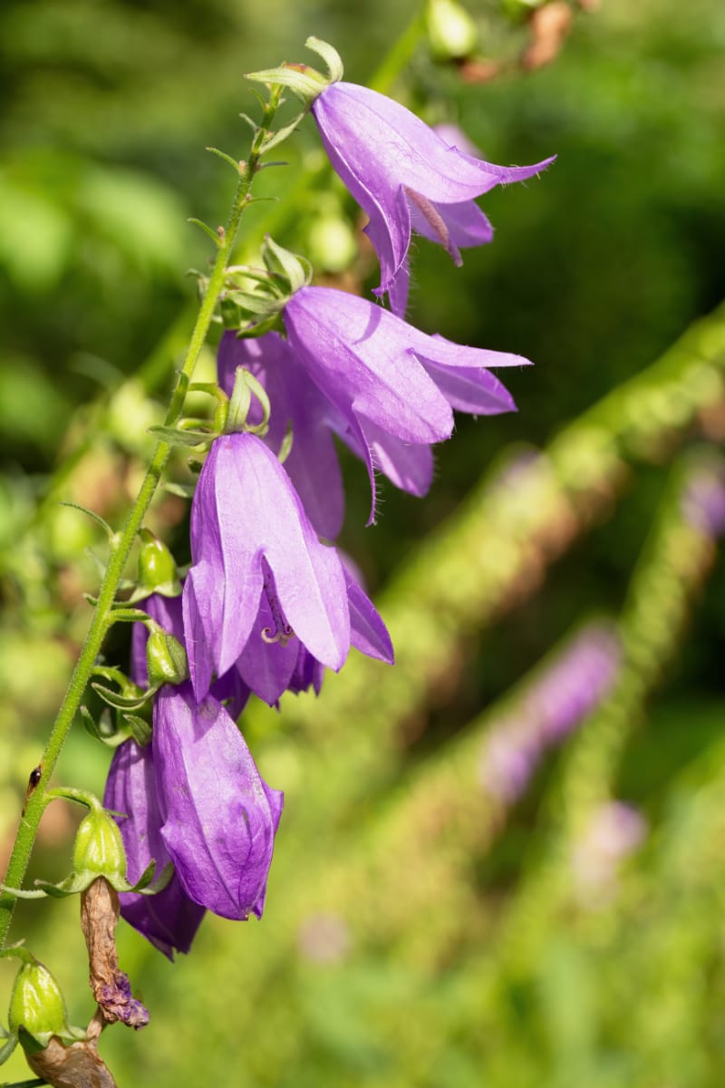 20 British Wildflowers to Brighten Your Garden