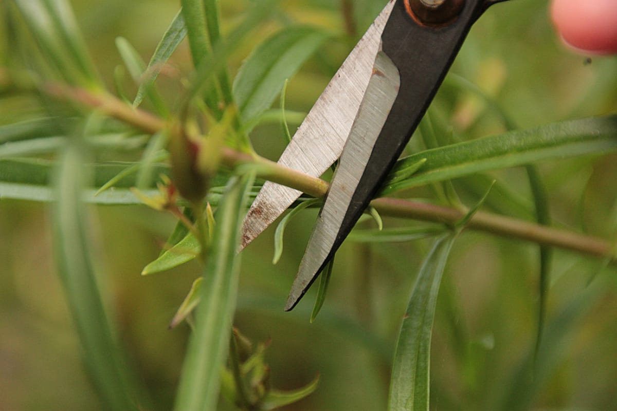 How To Propagate Your Favourite Plants