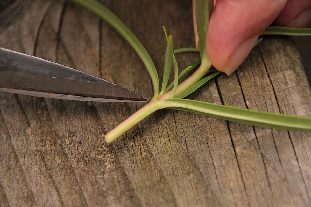 penstemon node.