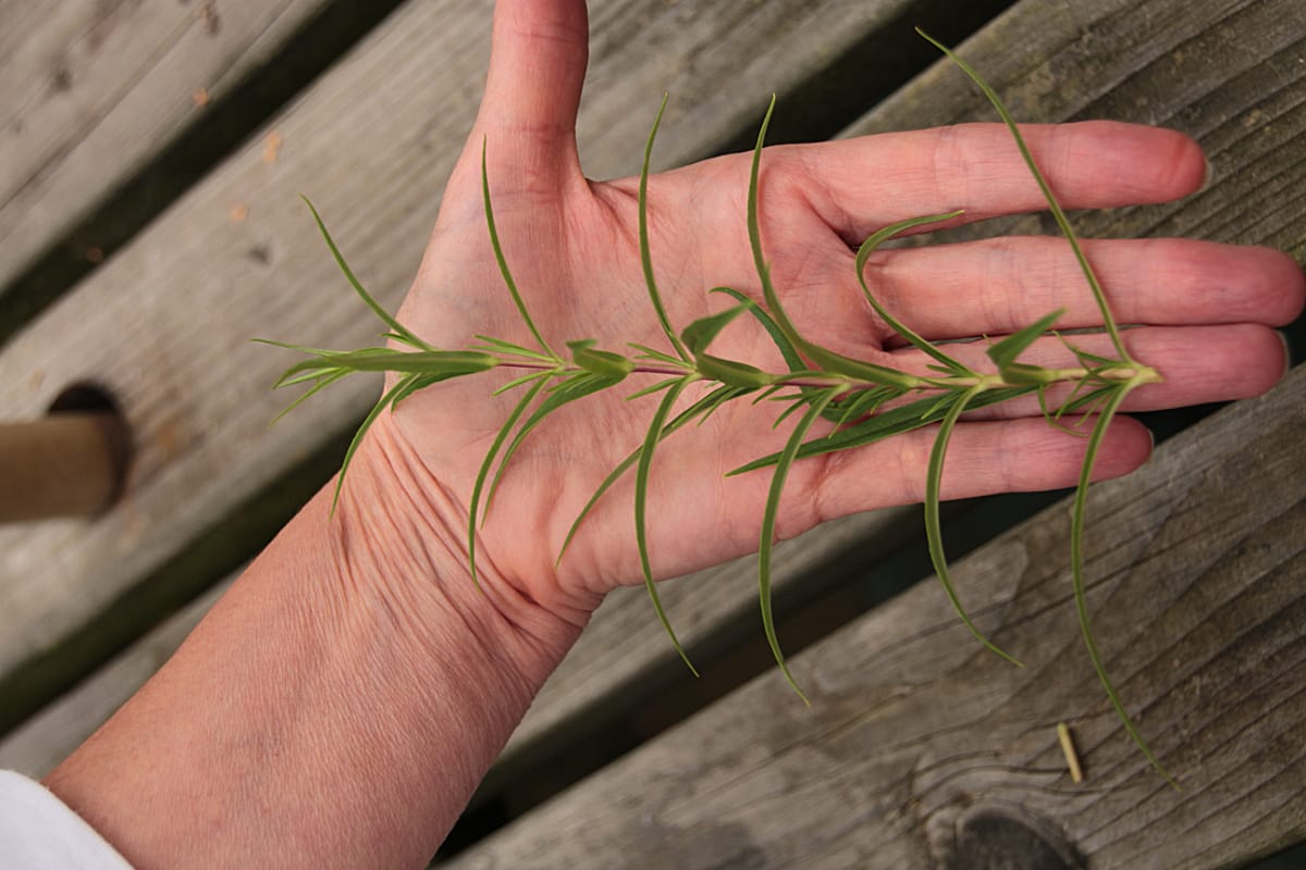 stem after cutting below node