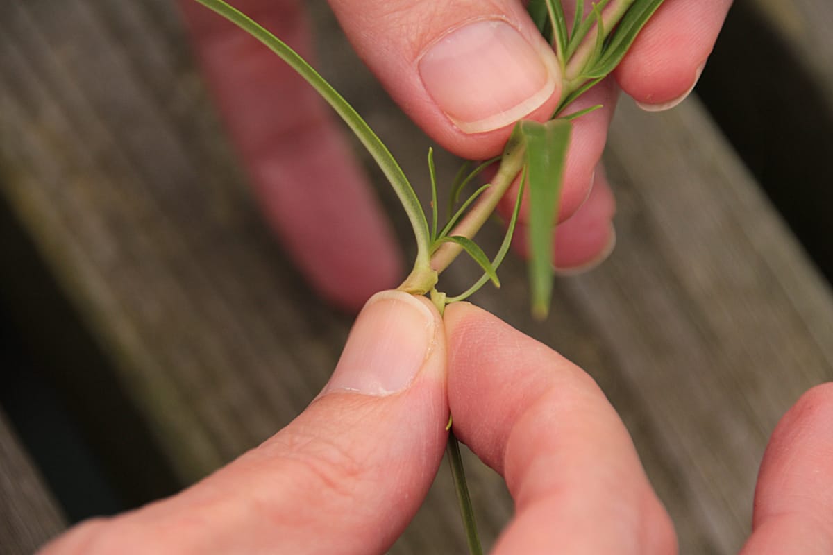 removing leaves from cutting