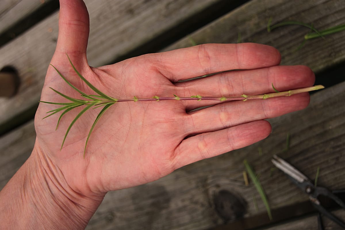 stem after leaves removed