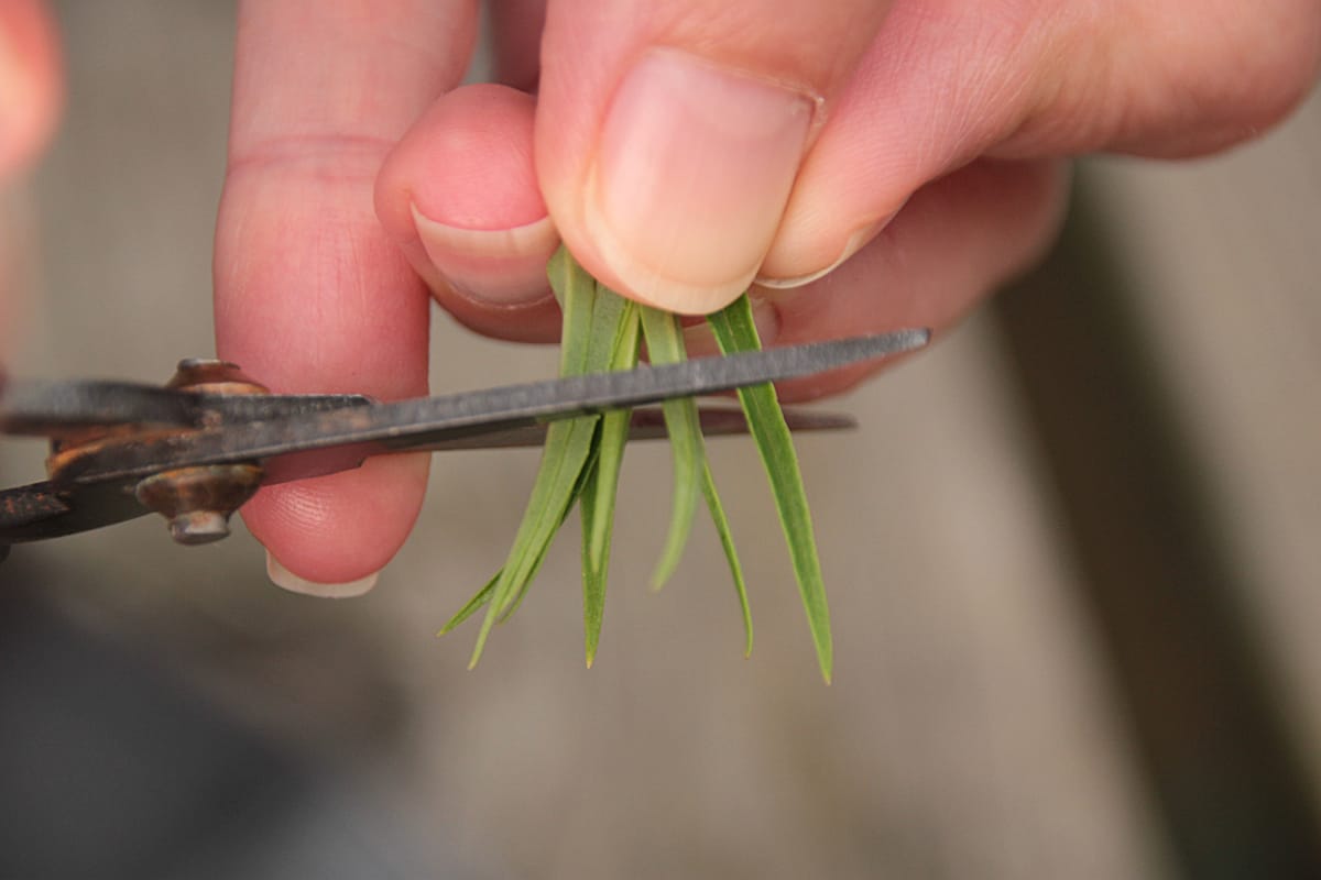 cutting leaves off stem