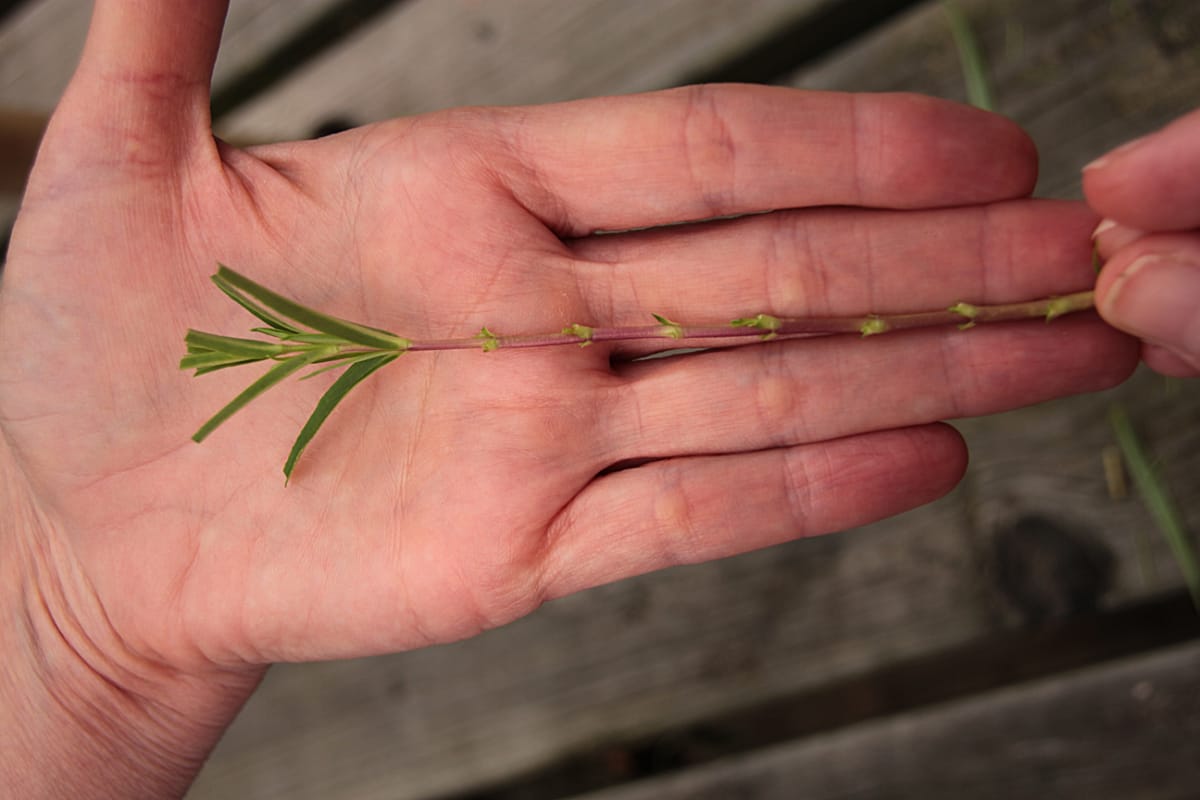 stem after leaves cut