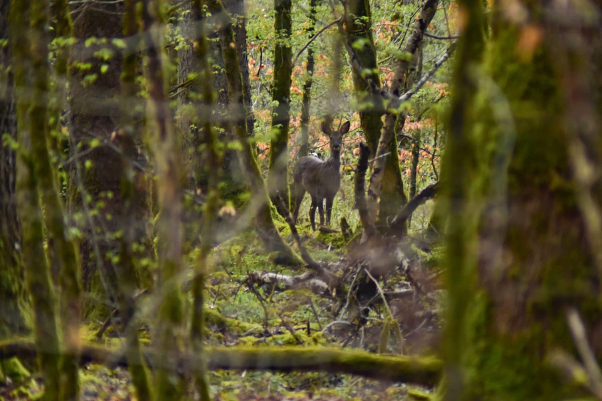 IS Rewilding A Powerful Tool for Carbon Sequestration Beyond Traditional Forests