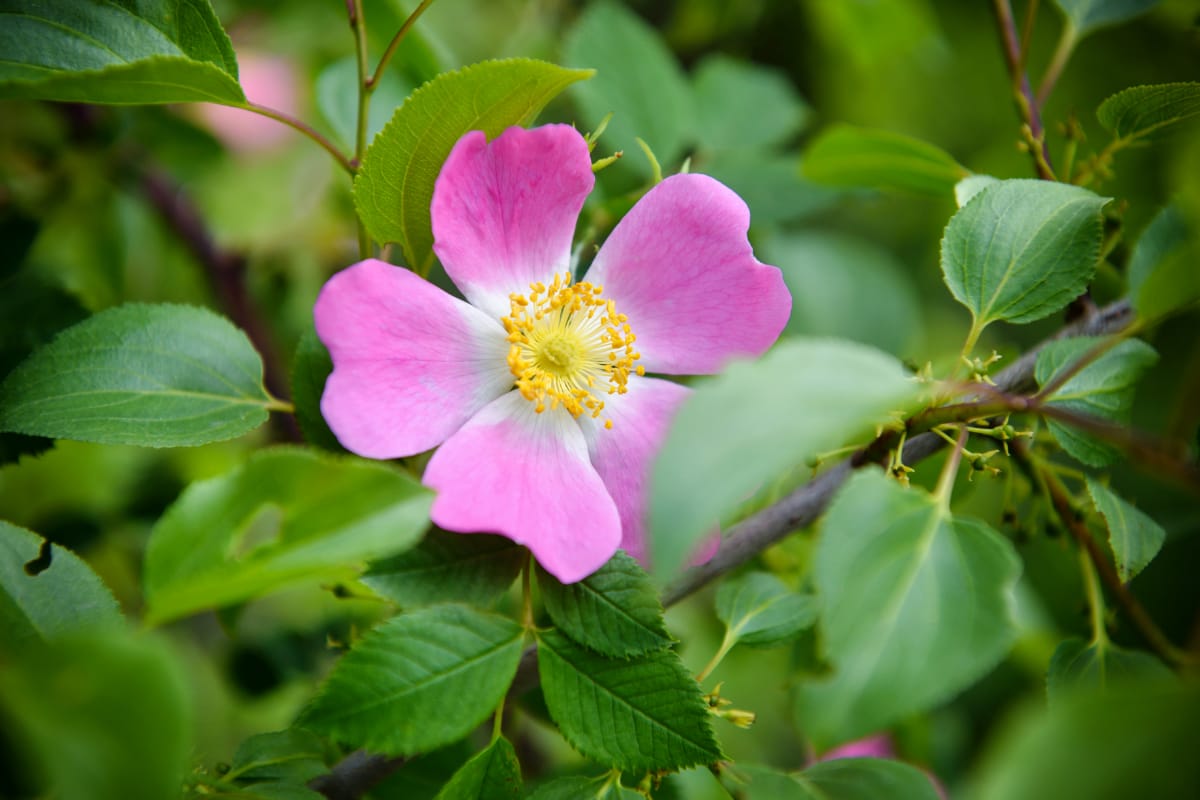 dog-rose