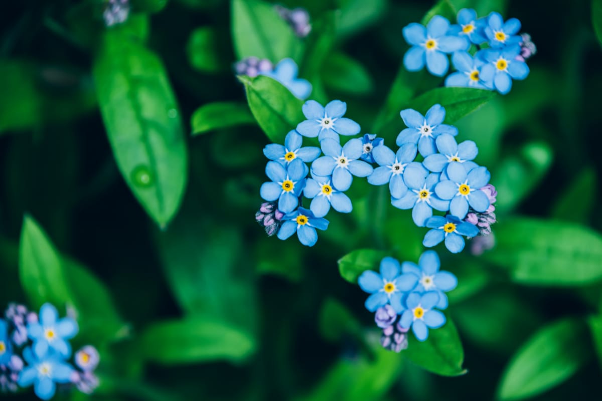 Welcoming the Spring Cloud Growing Forget-me-nots for Early Pollinators