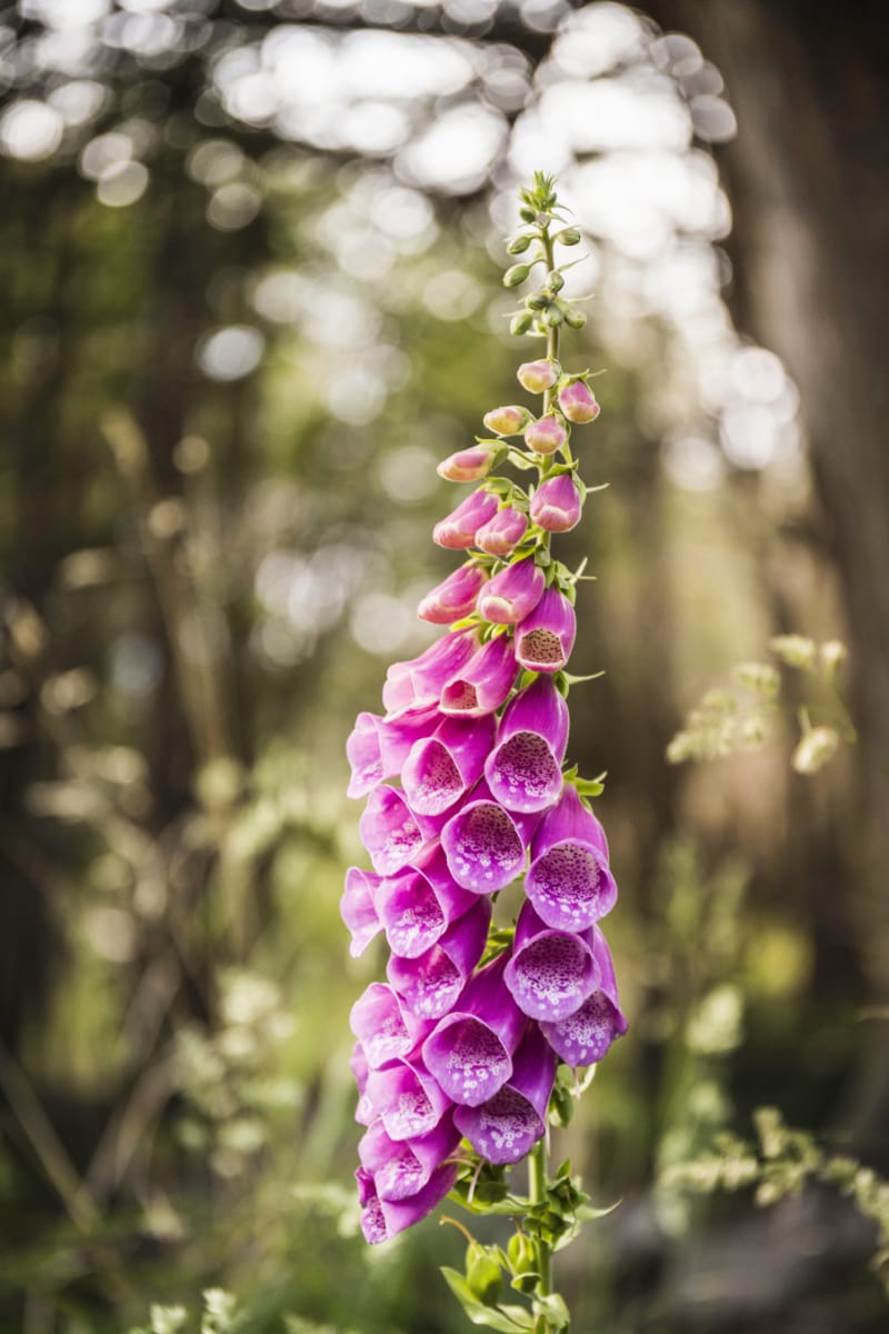 foxglove