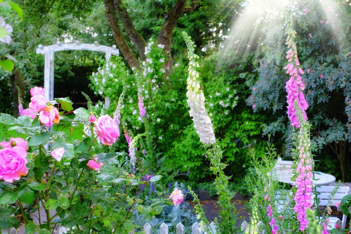 The Woodland Sentinel How We Grow Foxgloves in Sandy Soil