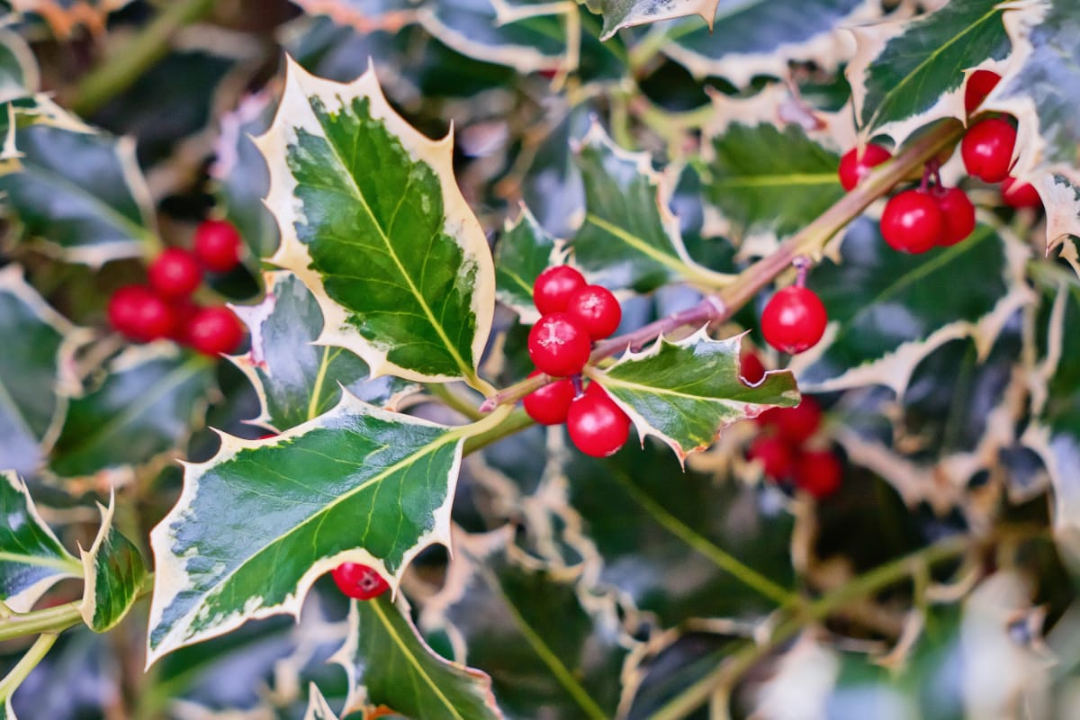 Holly bush with berries