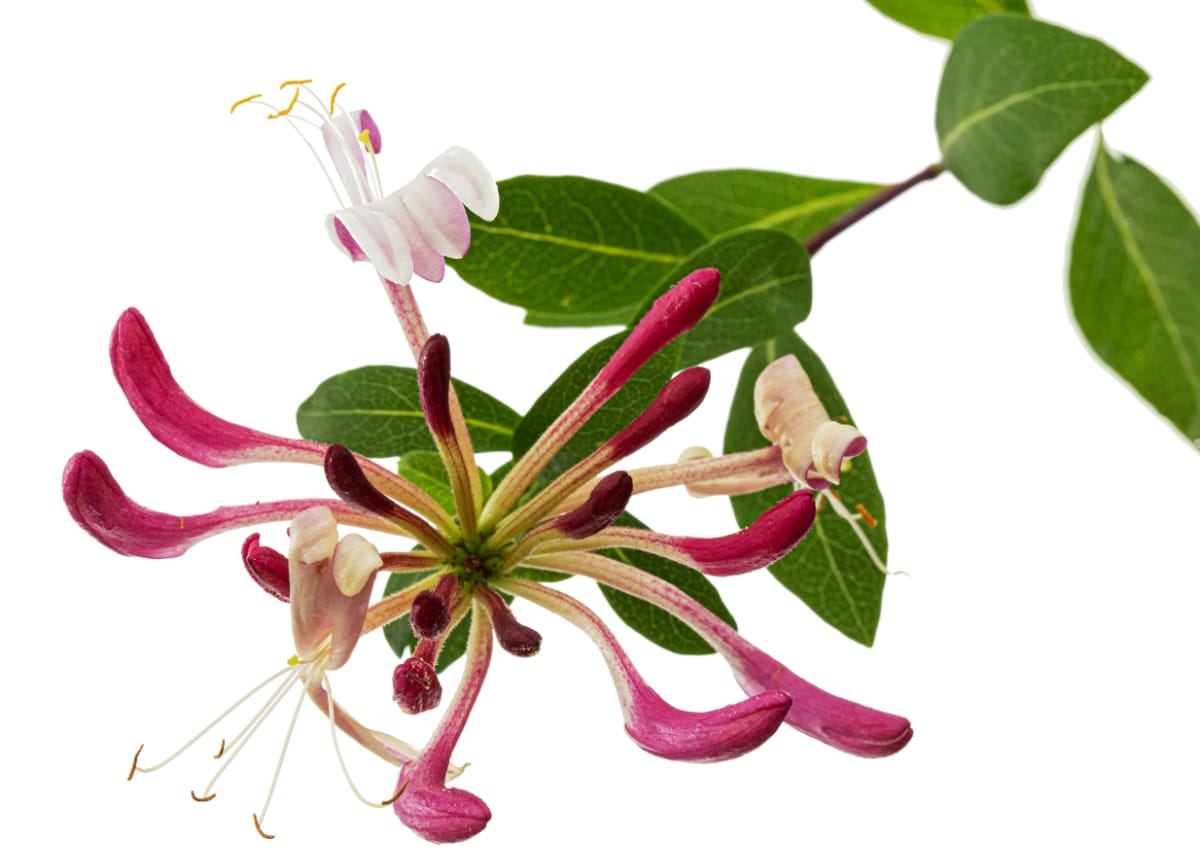 honeysuckle