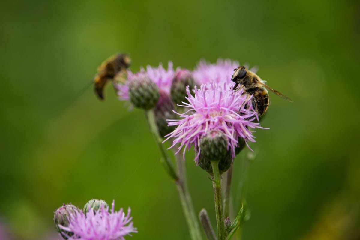 knapweed