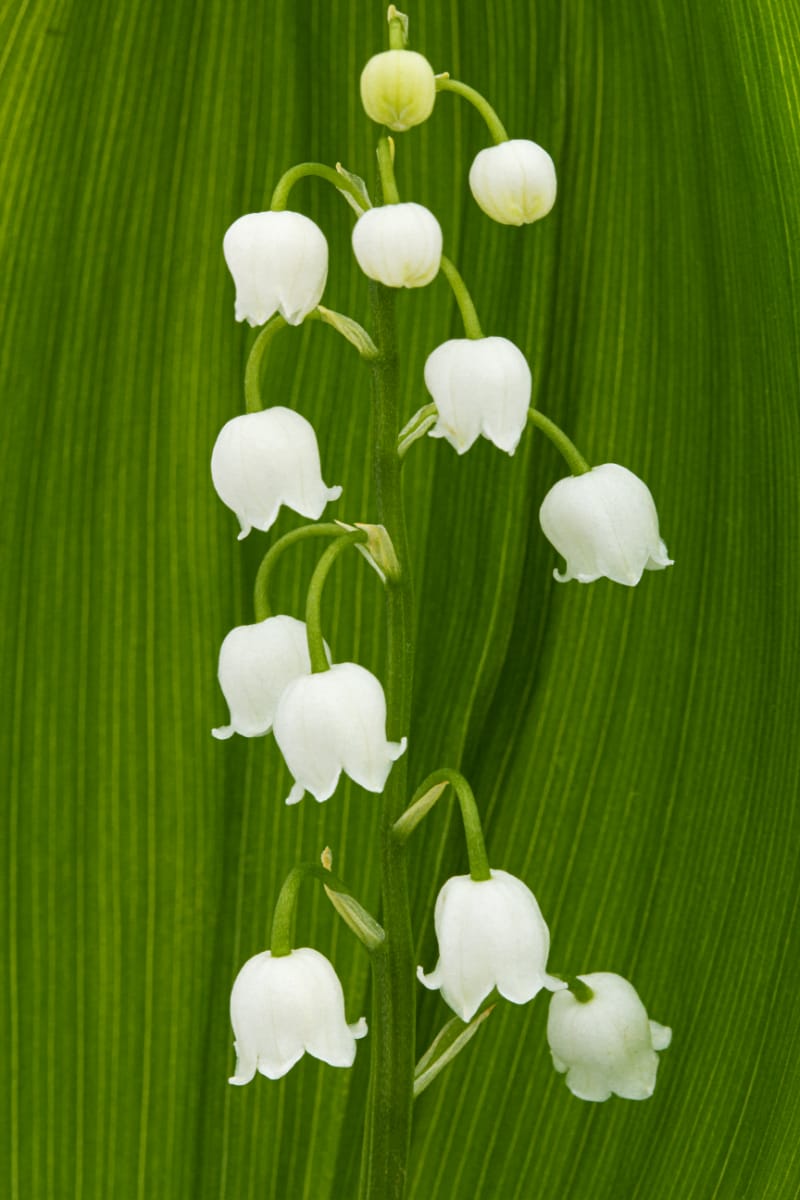 Lily of the valley