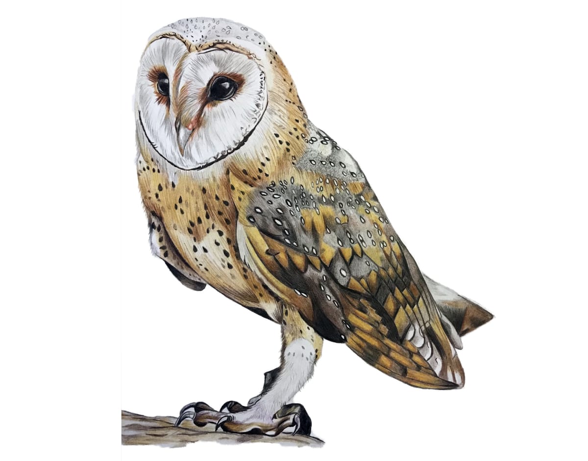 Colouring Pencil Art Of A Barn Owl