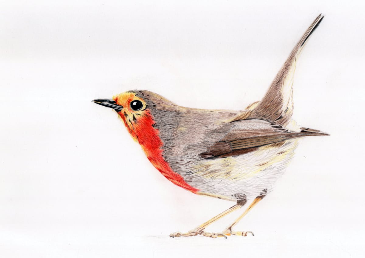 Christinas Coloured pencil drawing of a robin