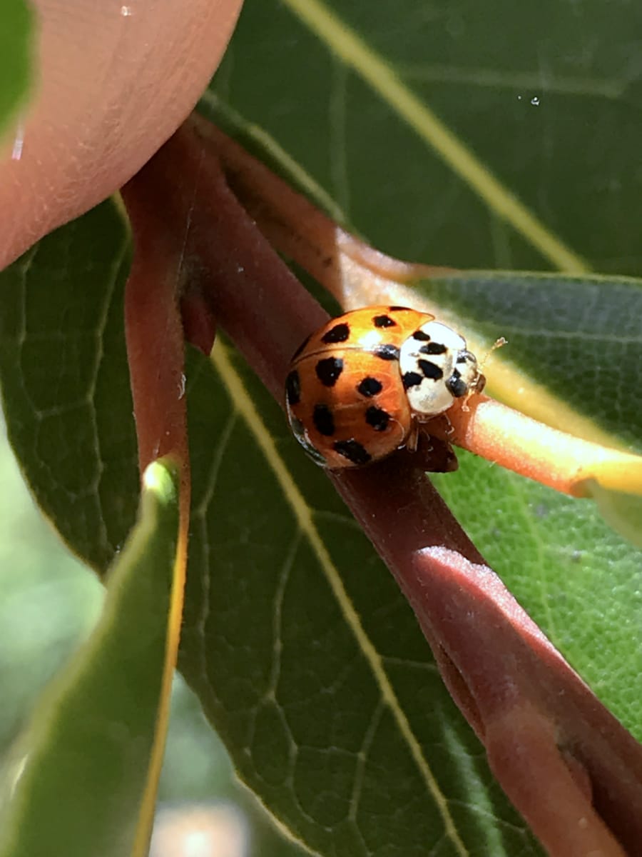 10 spotted ladybird