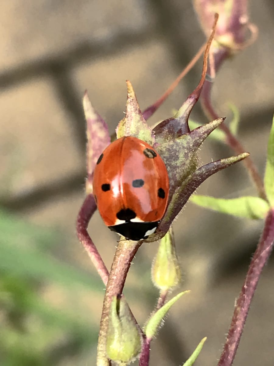 seven spot ladybird