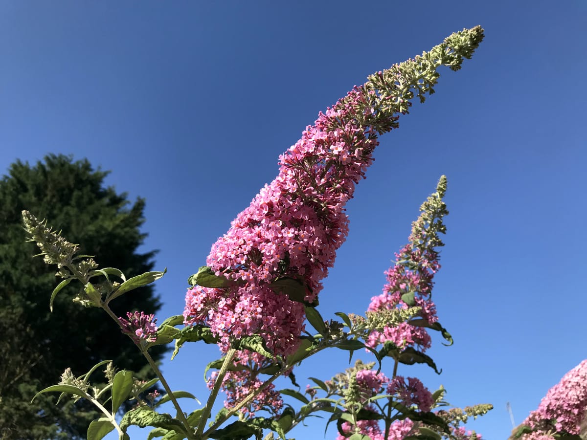 The Ultimate Guide to Attracting and Supporting UK Butterflies