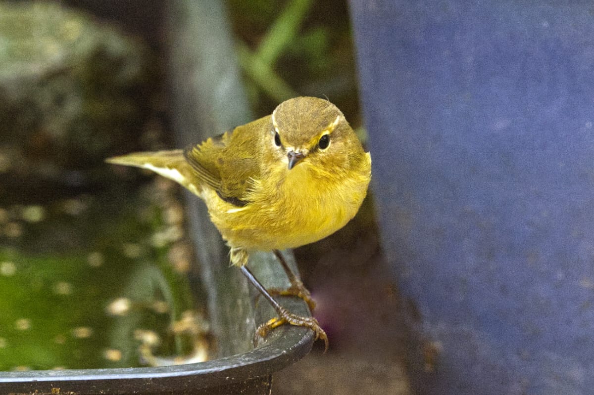 Birds Now: The Ultimate Guide To Plants, Seeds And Feeders