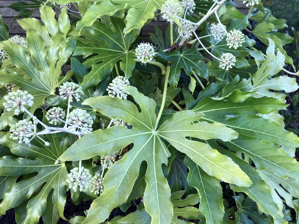 How To Grow And Look After Fatsia Japonica