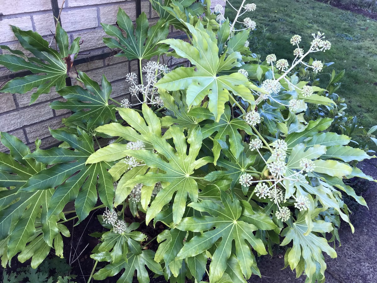 fatsia japonica