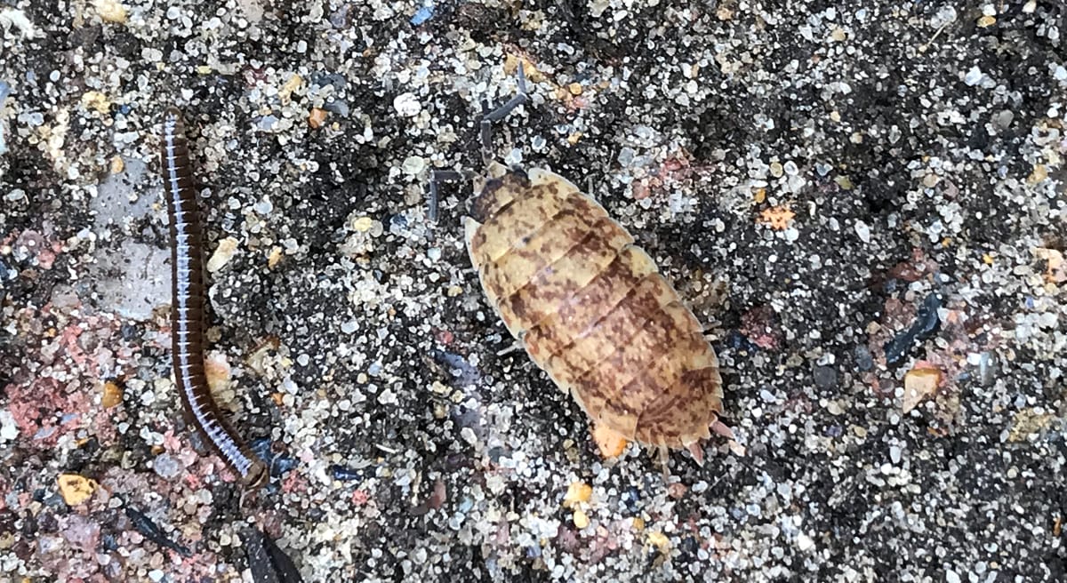 Woodlice Are Nature's Tiny Recyclers