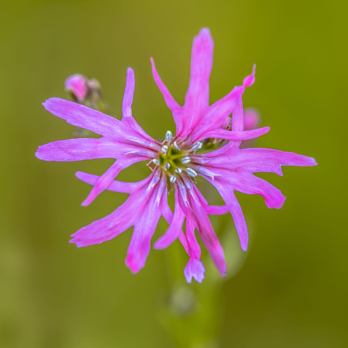 ragged robin