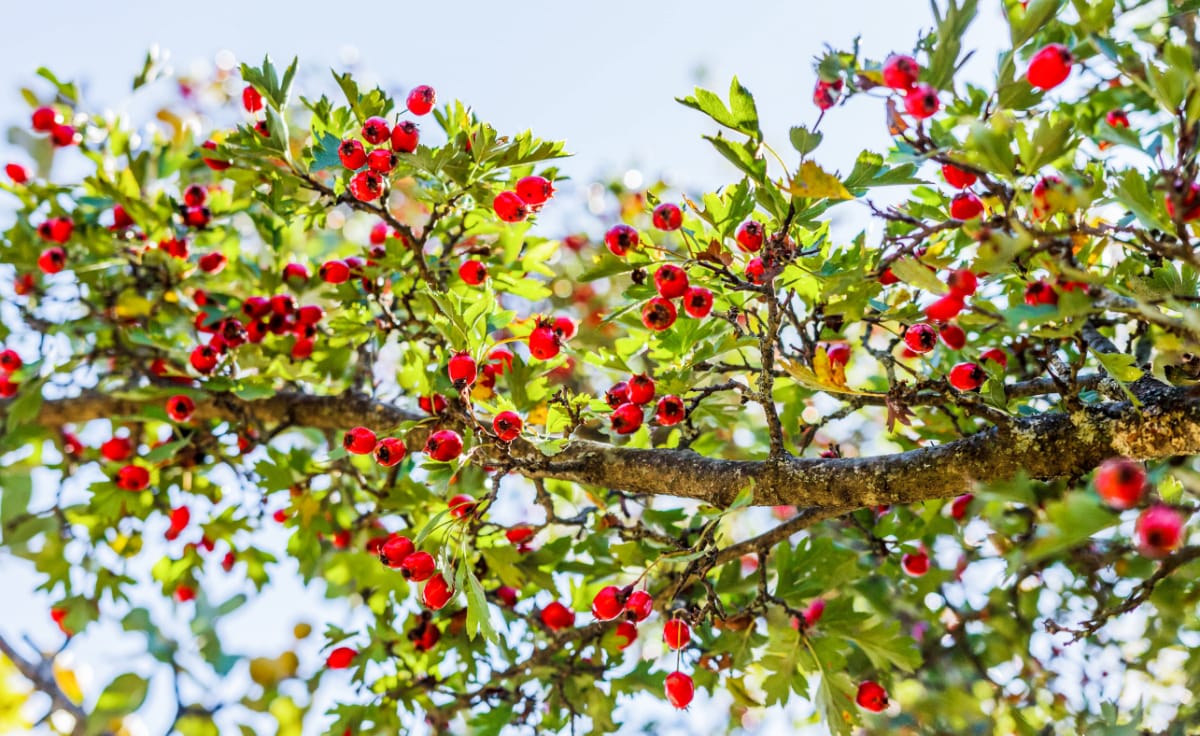 Do Hawthorns Attract Wildlife To Gardens