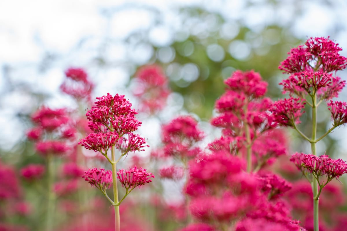 Red Valerian