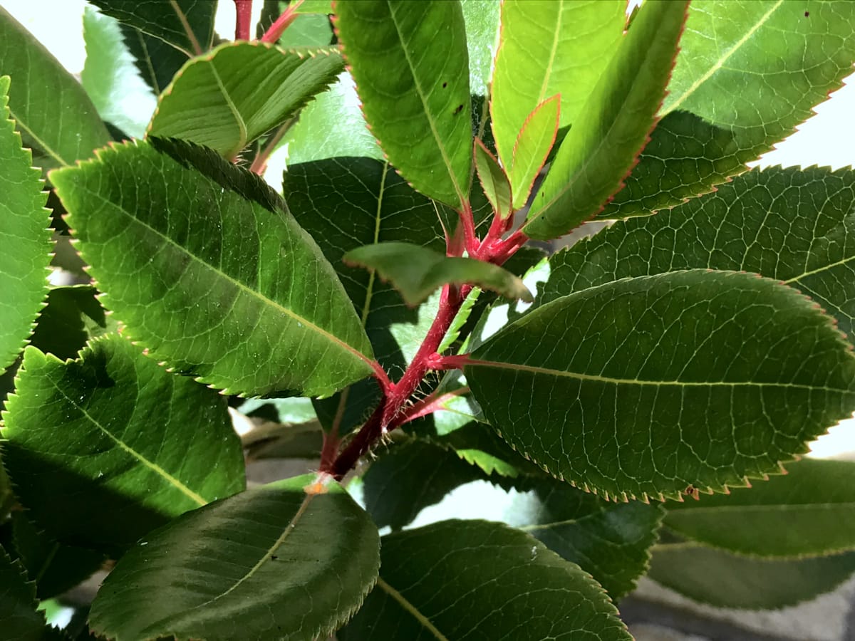 strawberry tree strawberry tree