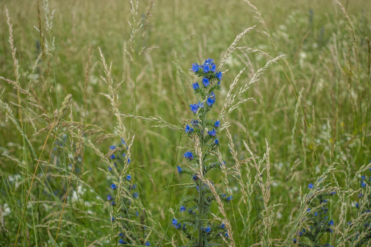 vipers bugloss