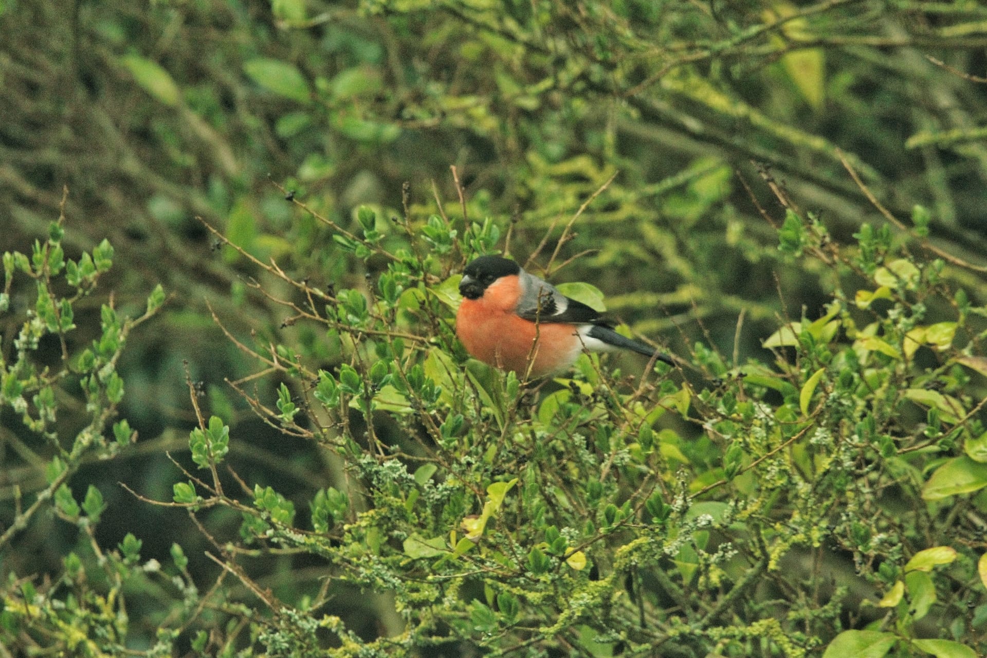 Wildlife Gardening Jobs For March