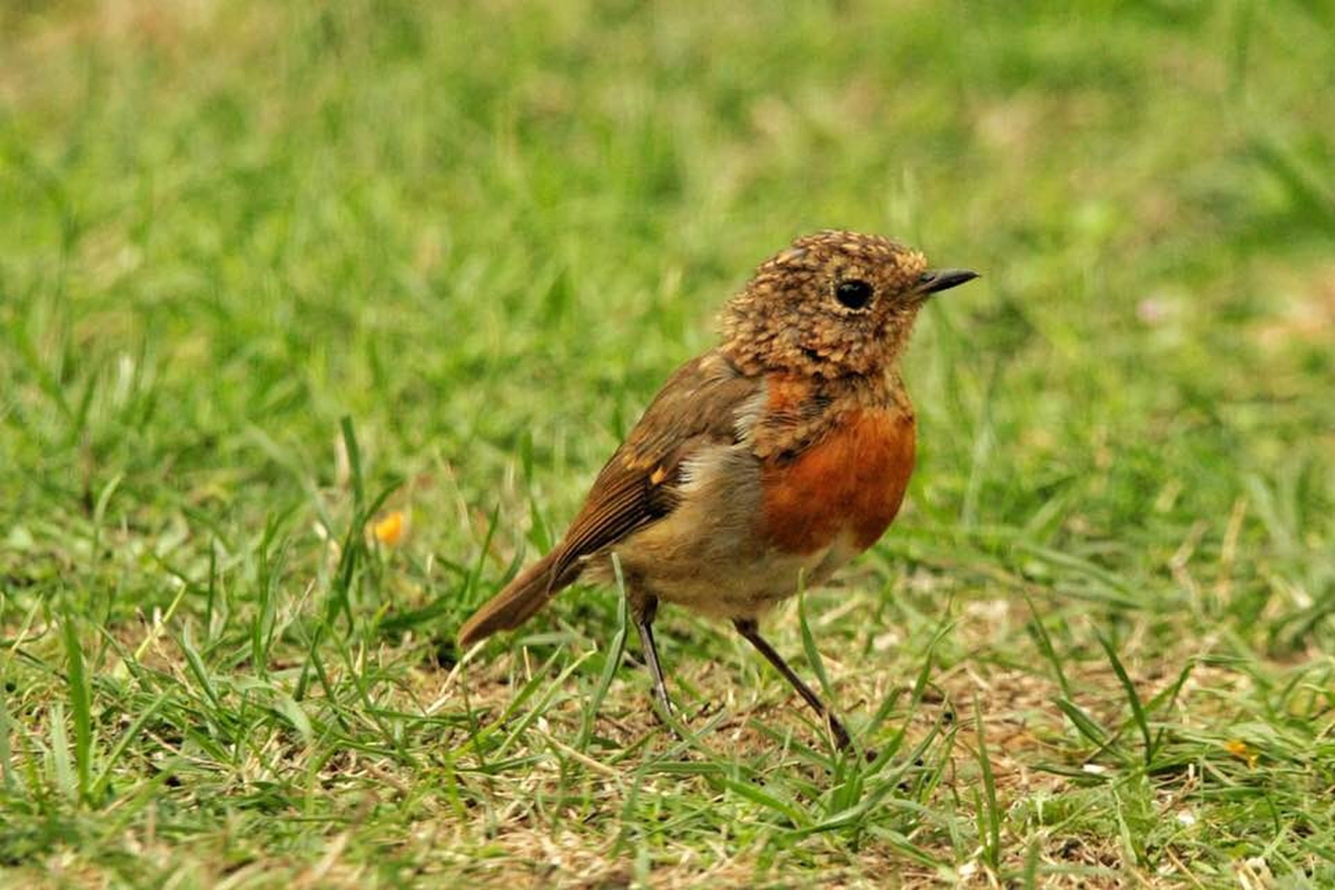 Juvenile Robin Erithacus Rebecula