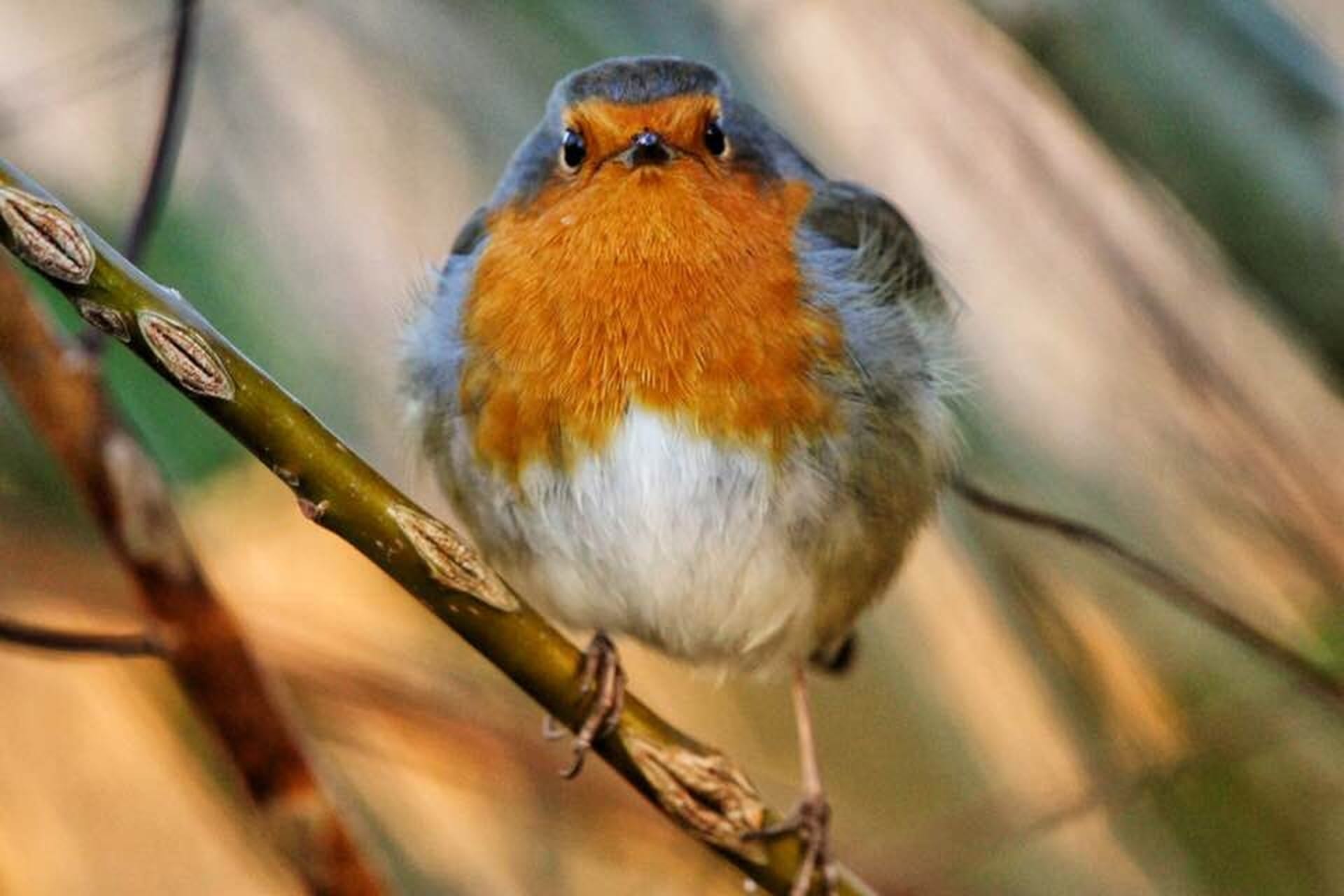 Robin