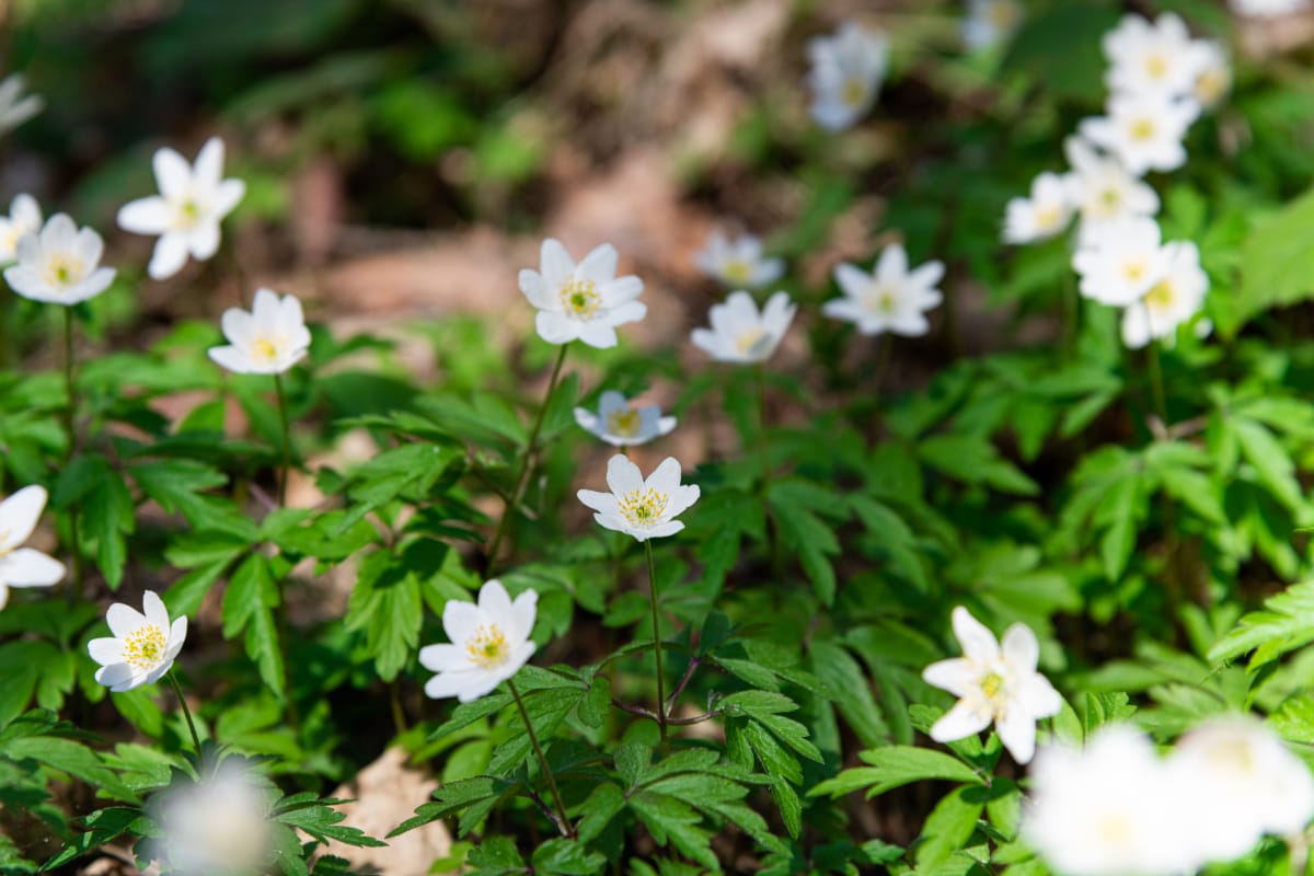 wood anemone