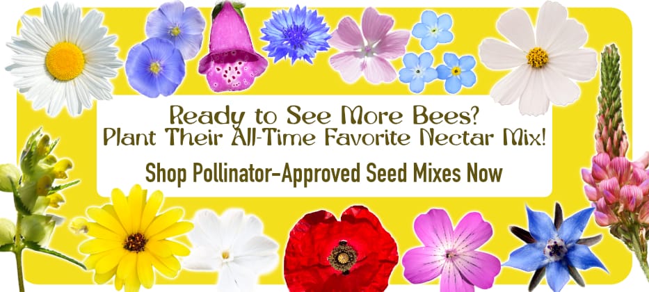 shop wild flower seeds shop wild flower seeds