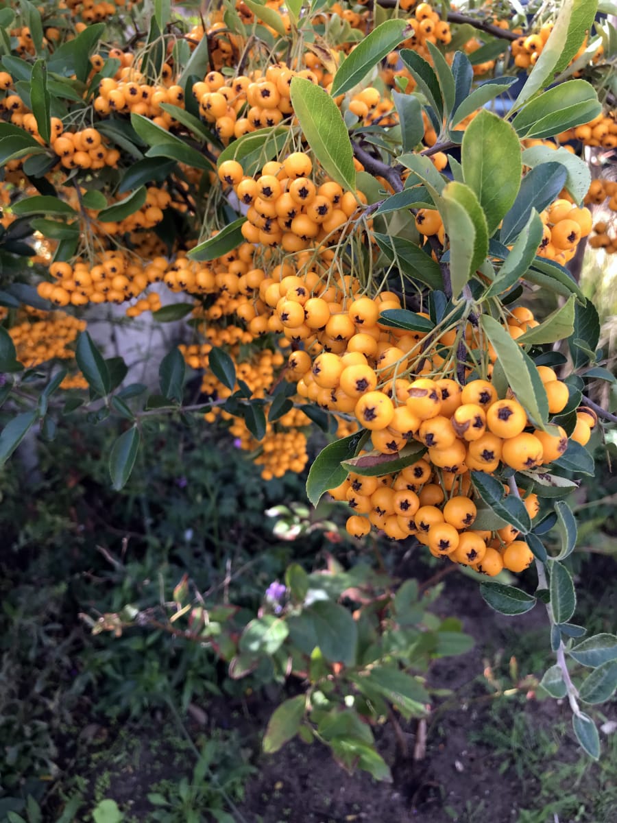 Whats Happening Christinas Suffolk Garden September 2026
