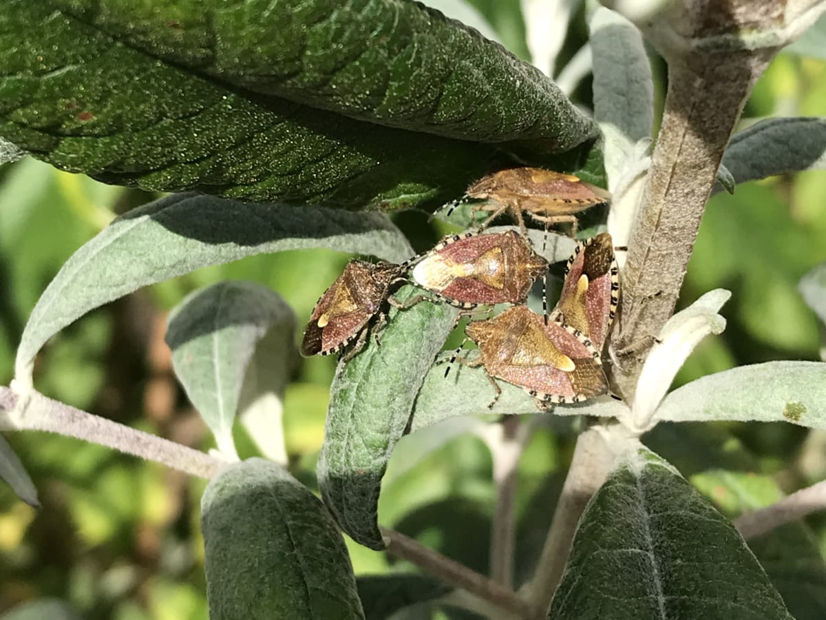 Whats Happening Christinas Suffolk Garden October 2026