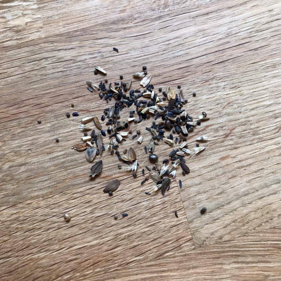 American Prairie Wildflower Seed Mix