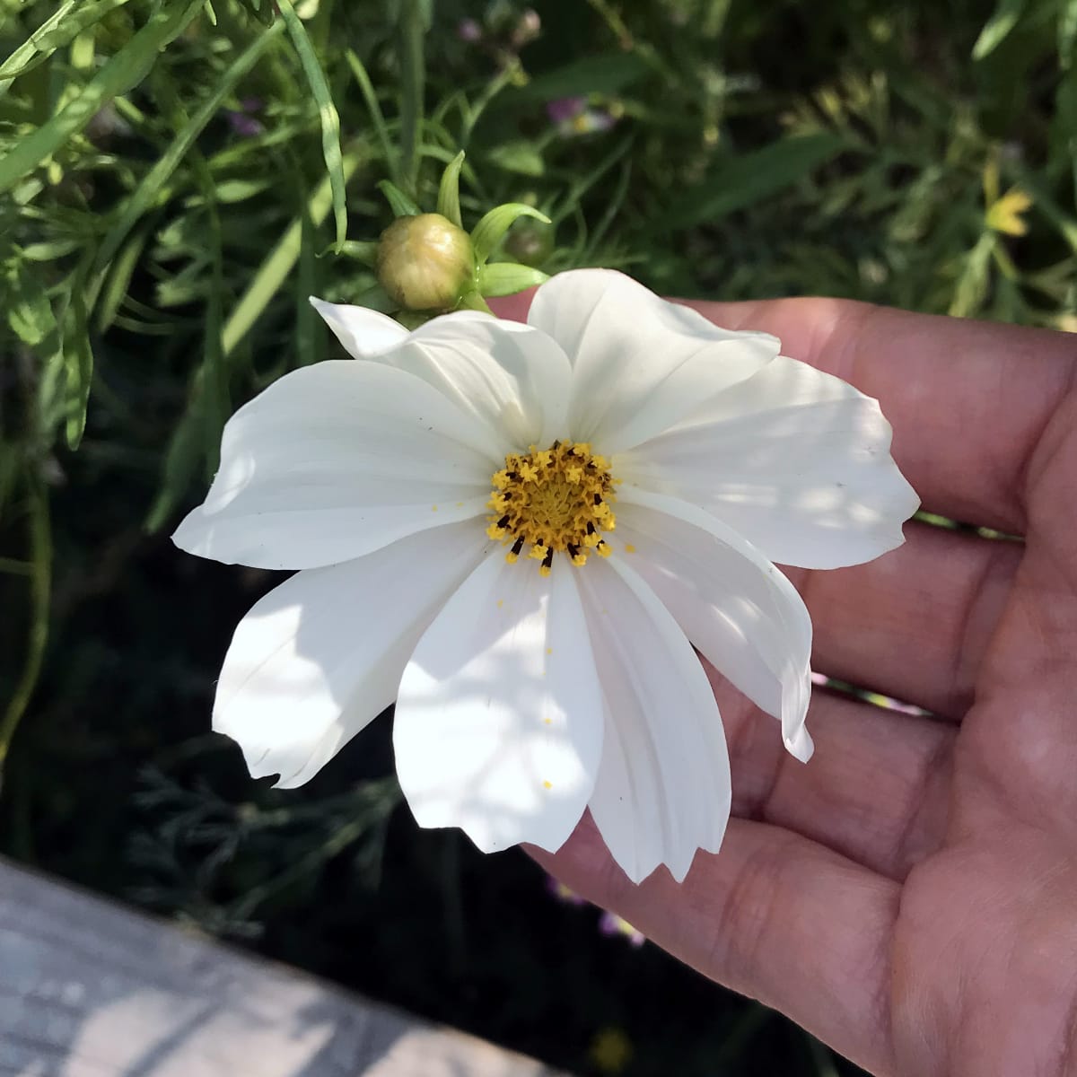 How To Grow Cosmos