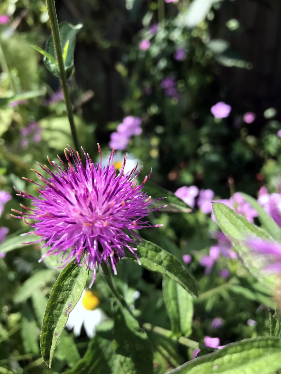 American Prairie Wildflower Seed Mix