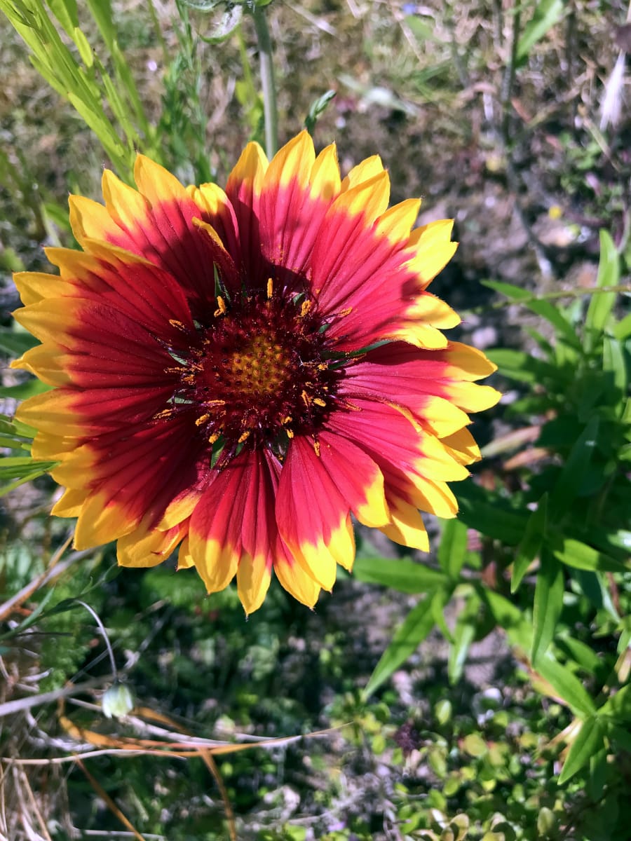 American Prairie Wildflower Seed Mix