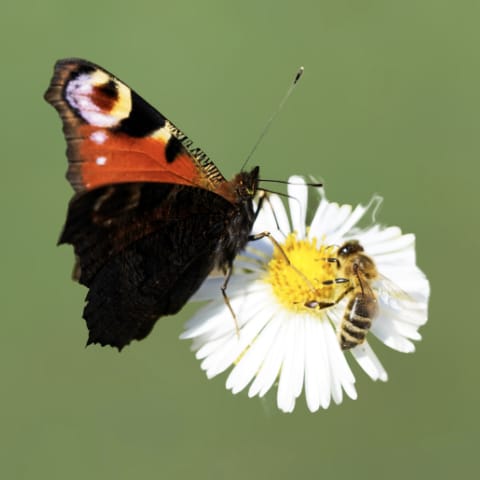 Bee And Butterfly Wildflower Seed Mix