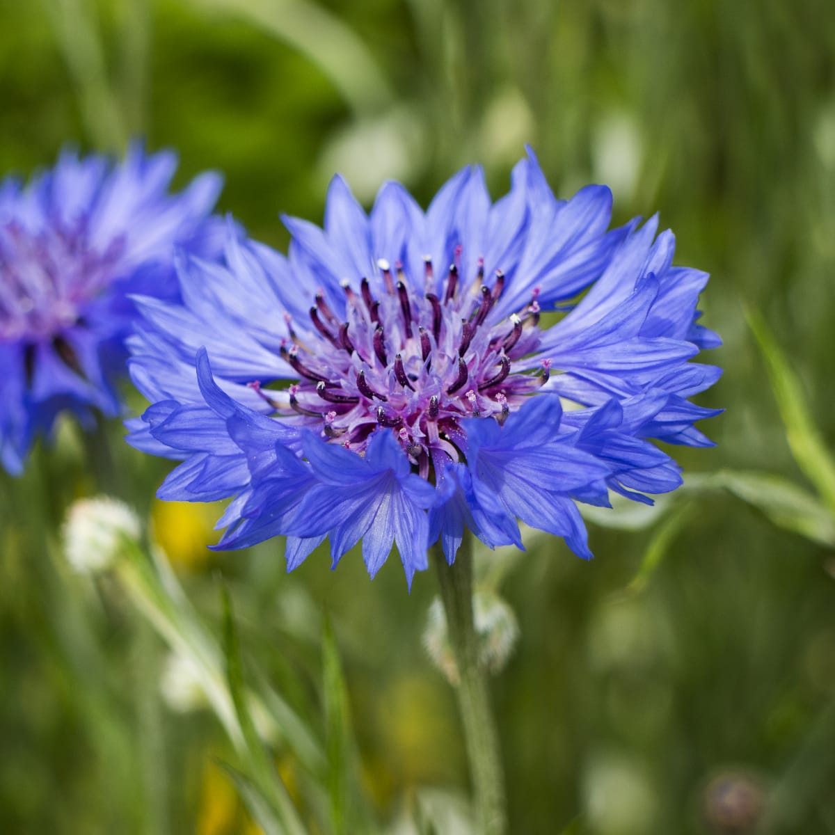 Cornflower