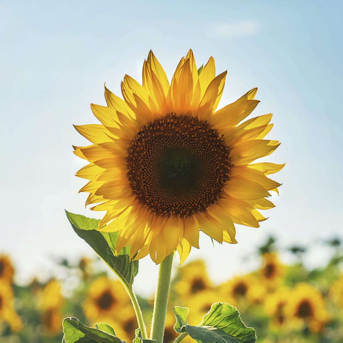 Sunflower Giant